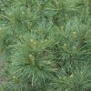 Blue Shag White Pine #10 - Image 2